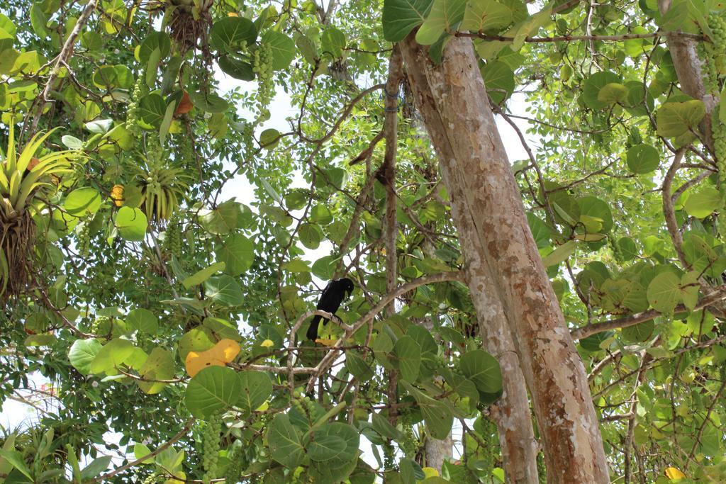 Oasis de Grande Anse Deshaies Exterior foto